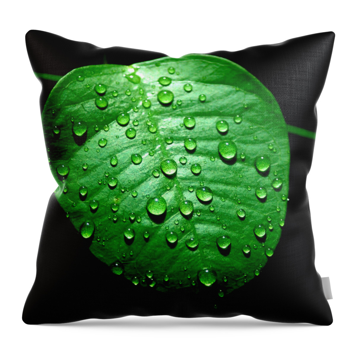 Leaf Throw Pillow featuring the photograph Ivy Rain by David Weeks