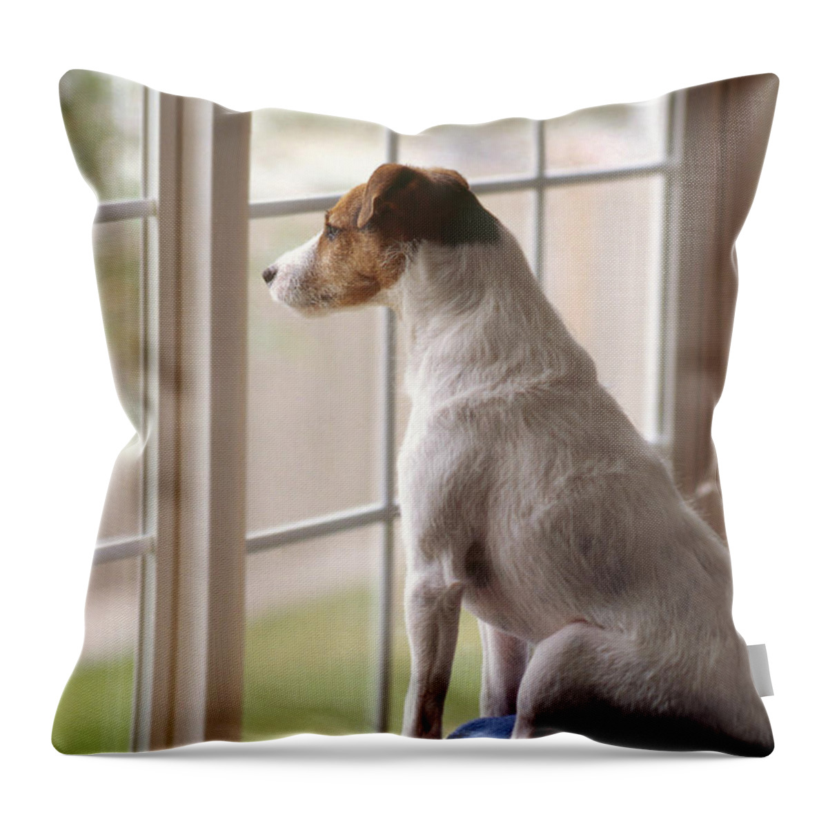 Jack Russell Terrier Throw Pillow featuring the photograph Jack Russell At Window by Jim Corwin