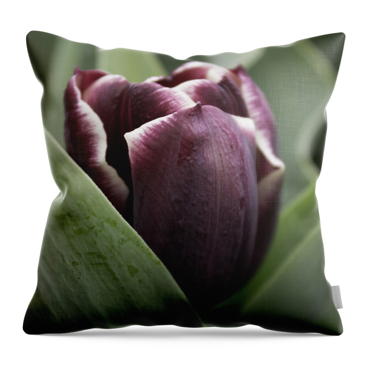 Skompski Throw Pillow featuring the photograph Jackpot Tulip by Joseph Skompski
