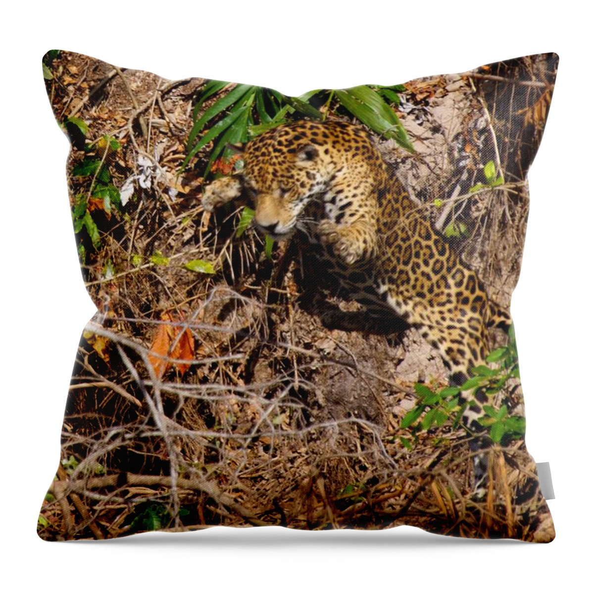 Brazil Throw Pillow featuring the photograph Jaguar vs Caiman 2 by David Beebe