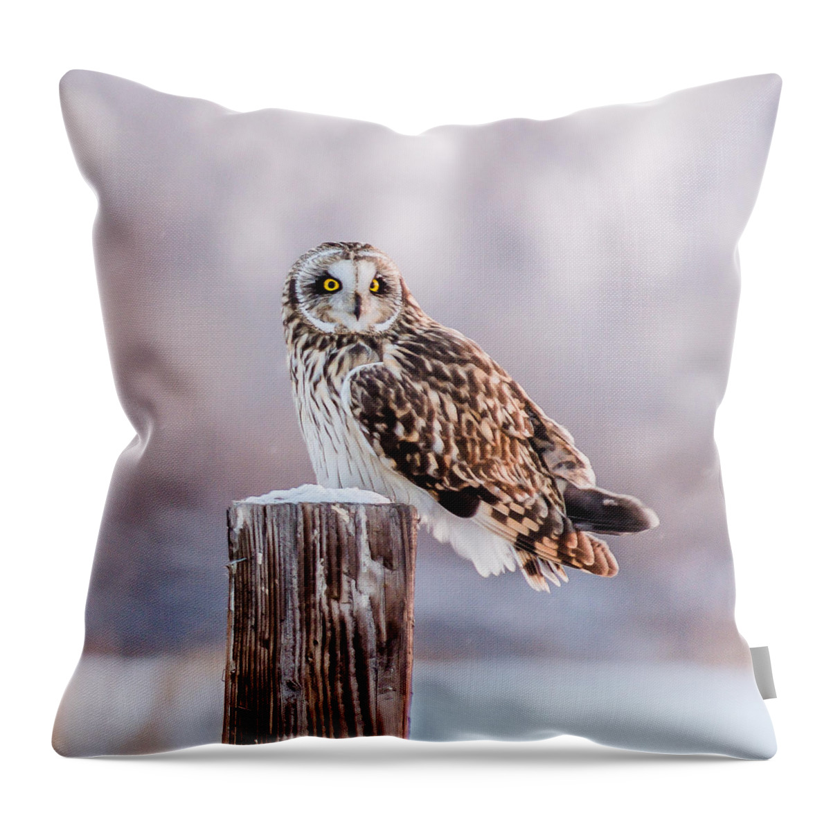 Short-eared Owl Throw Pillow featuring the photograph January Cold by Yeates Photography