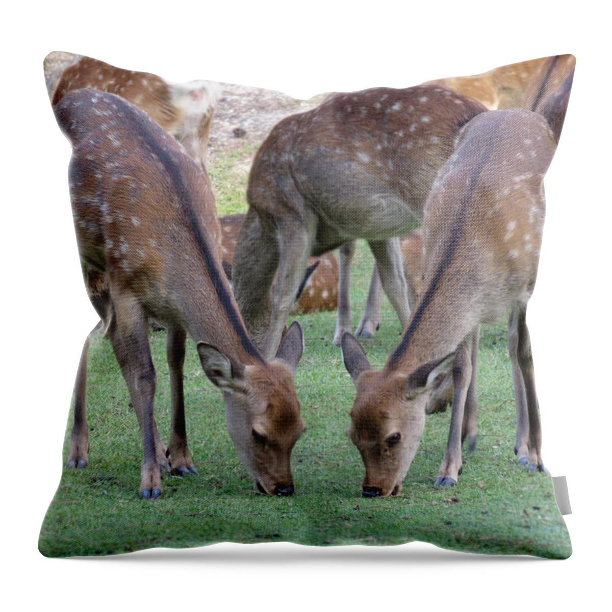 Deer Throw Pillow featuring the photograph Japanese Deer in Nara 005 by Mu Mt