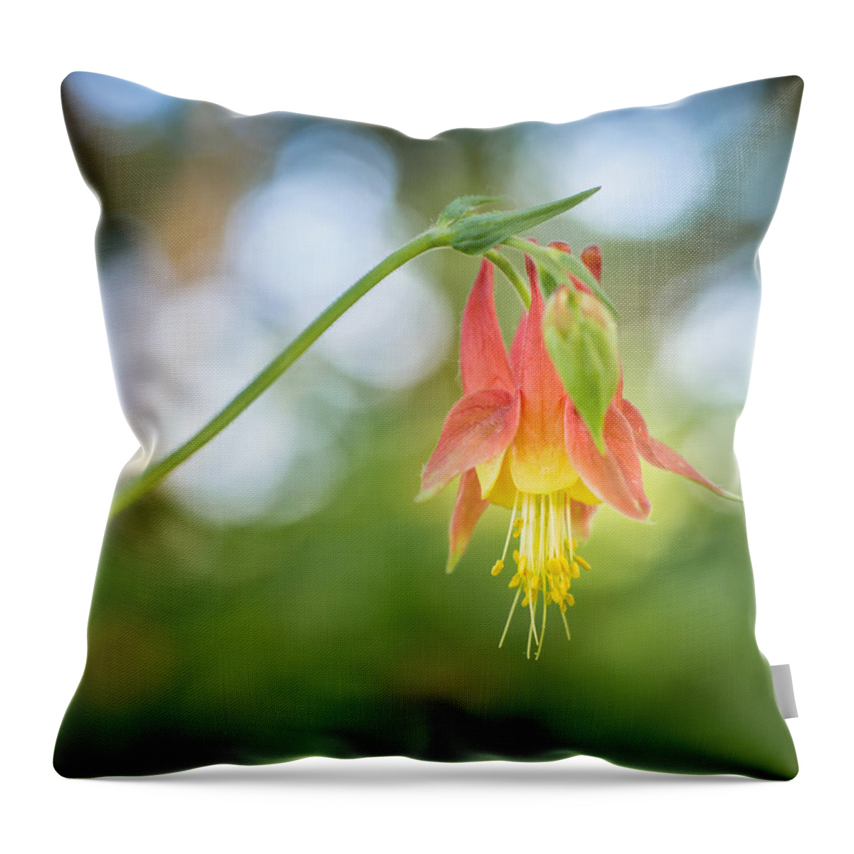 Wildflower Throw Pillow featuring the photograph Japanese Lantern by Bill Pevlor
