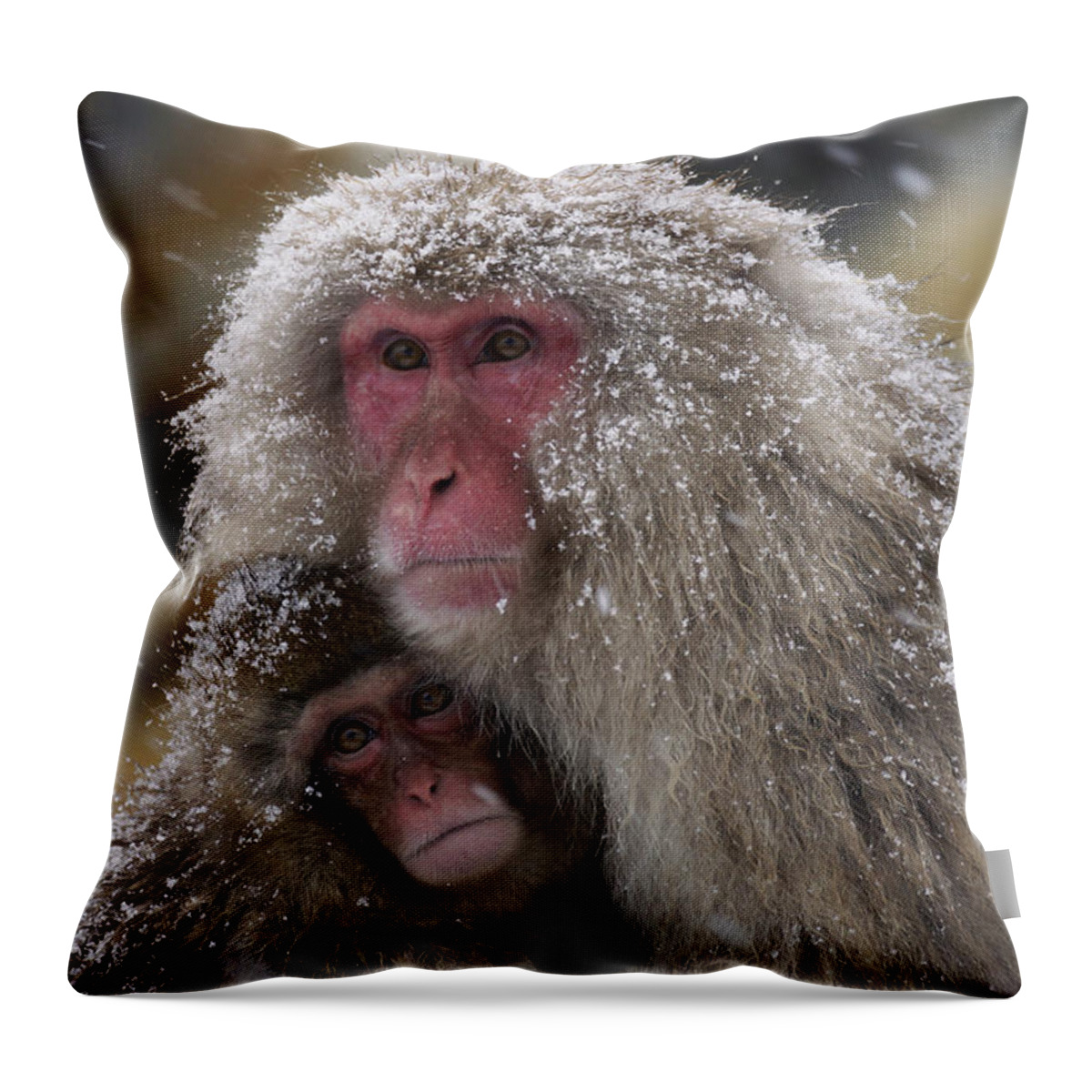 534262 Throw Pillow featuring the photograph Japanese Macaque And Baby In Snow Japan by Hiroya Minakuchi