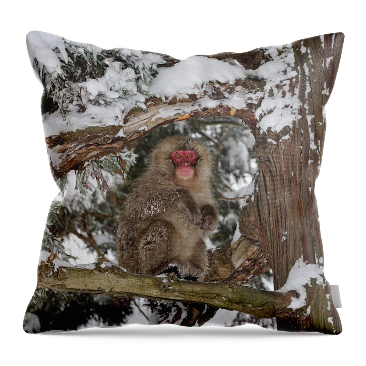 Thomas Marent Throw Pillow featuring the photograph Japanese Macaque In Tree Jigokudani by Thomas Marent
