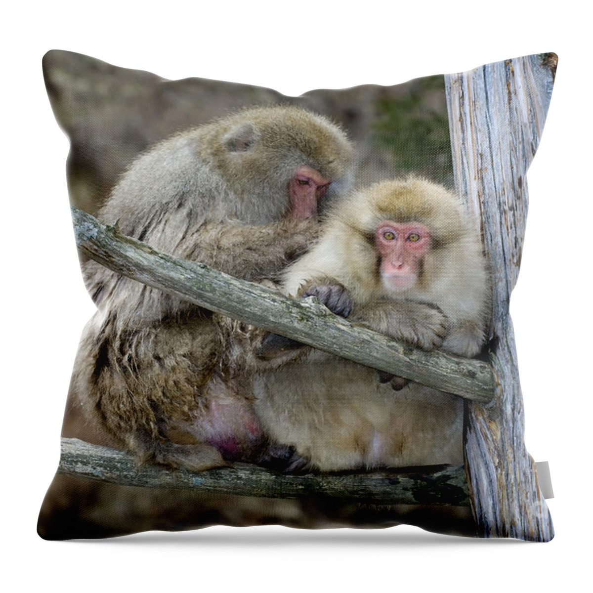 Japanese Macaque Throw Pillow featuring the photograph Japanese Macaques by John Shaw