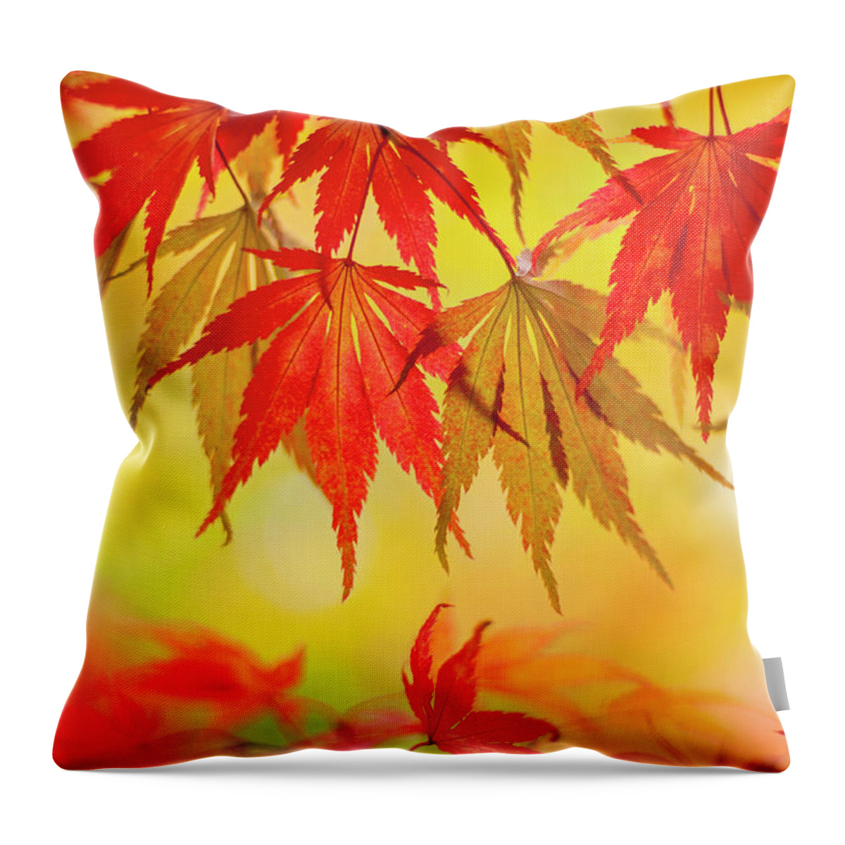 Outdoors Throw Pillow featuring the photograph Japanese Maple Leaves by Jacky Parker Photography