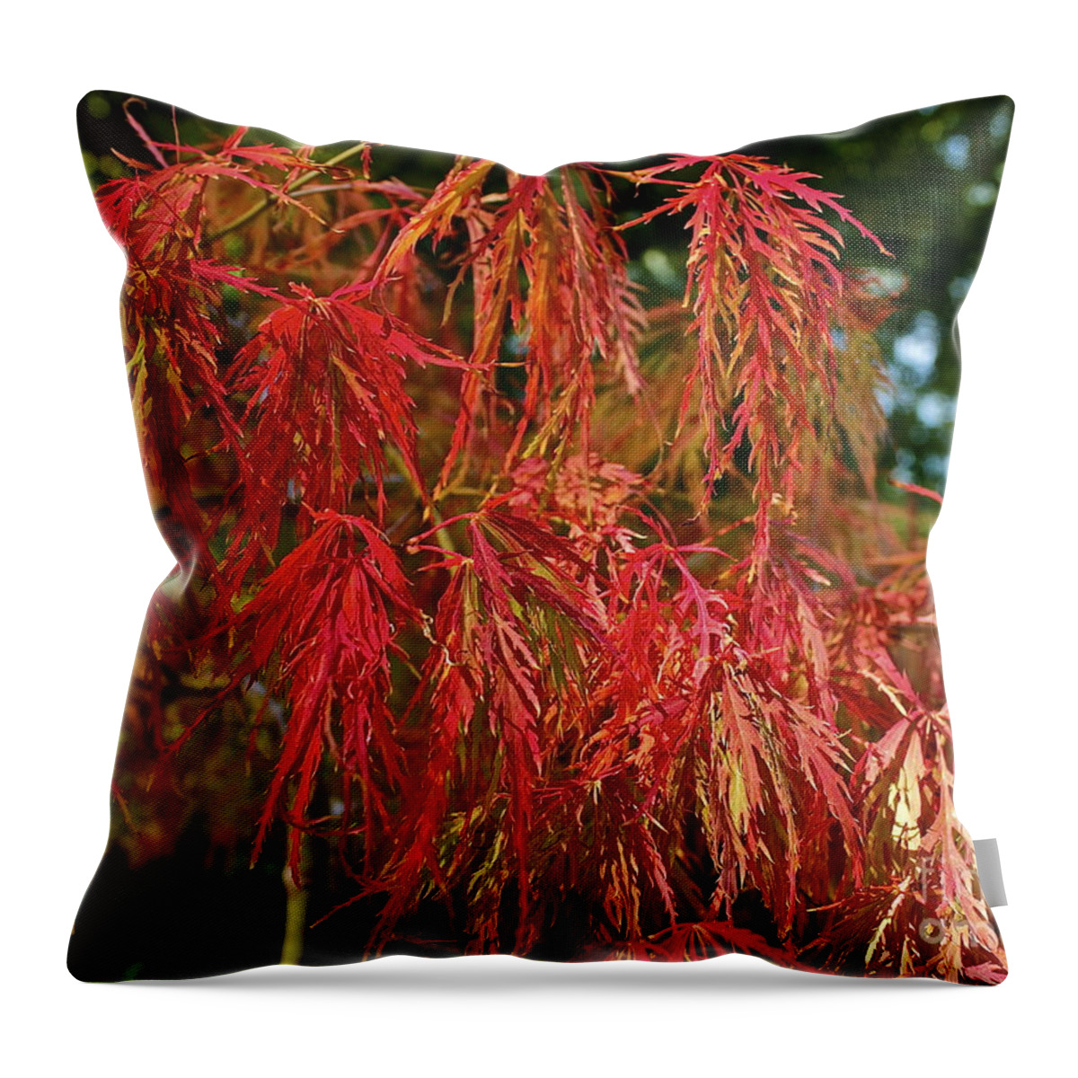 Tree Throw Pillow featuring the photograph Japanese Maple by Linda Bianic
