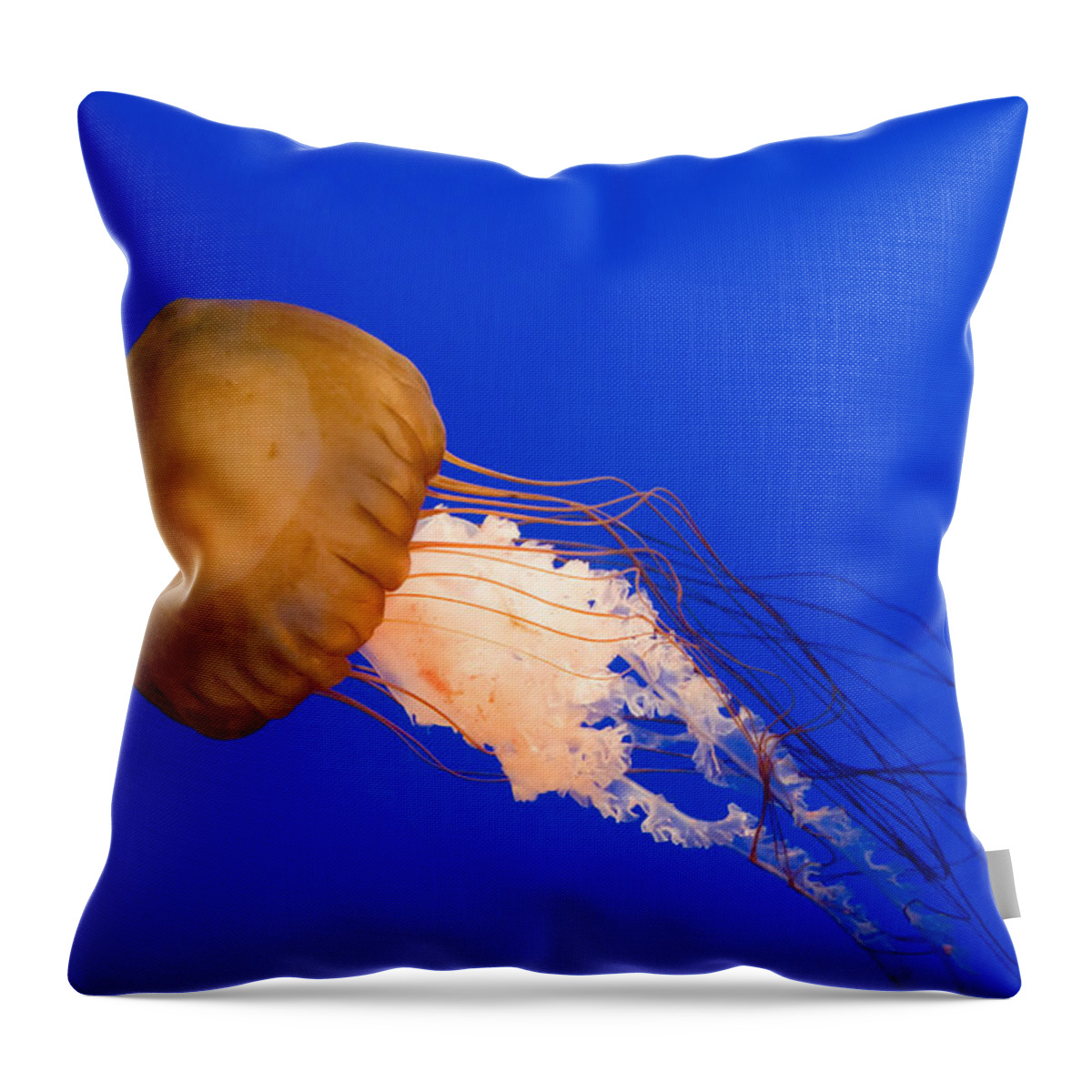 Aquarium Throw Pillow featuring the photograph Jelly fish by David Kay