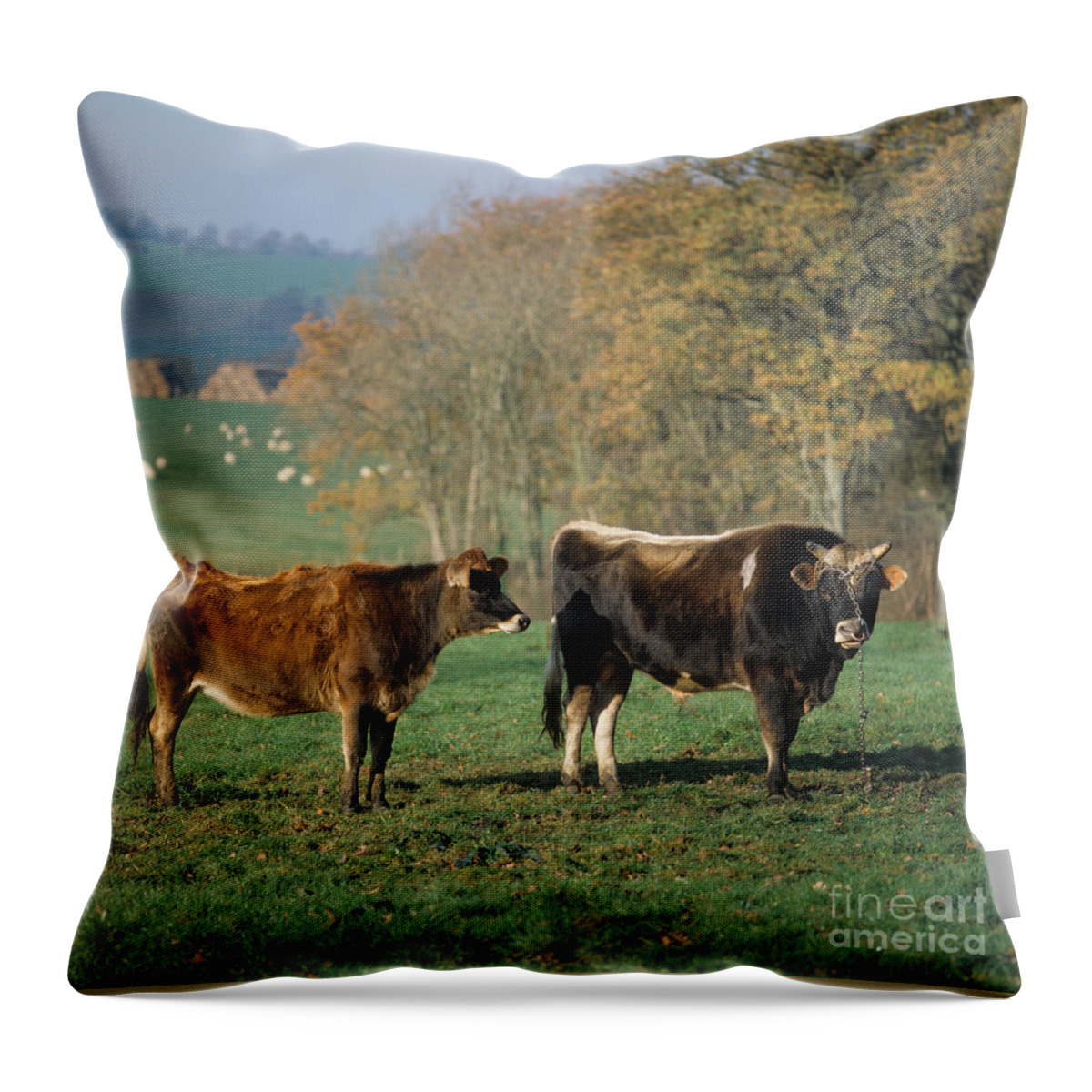 Jersey Cow Throw Pillow featuring the photograph Jersey Bull And Heifer by Nigel Cattlin