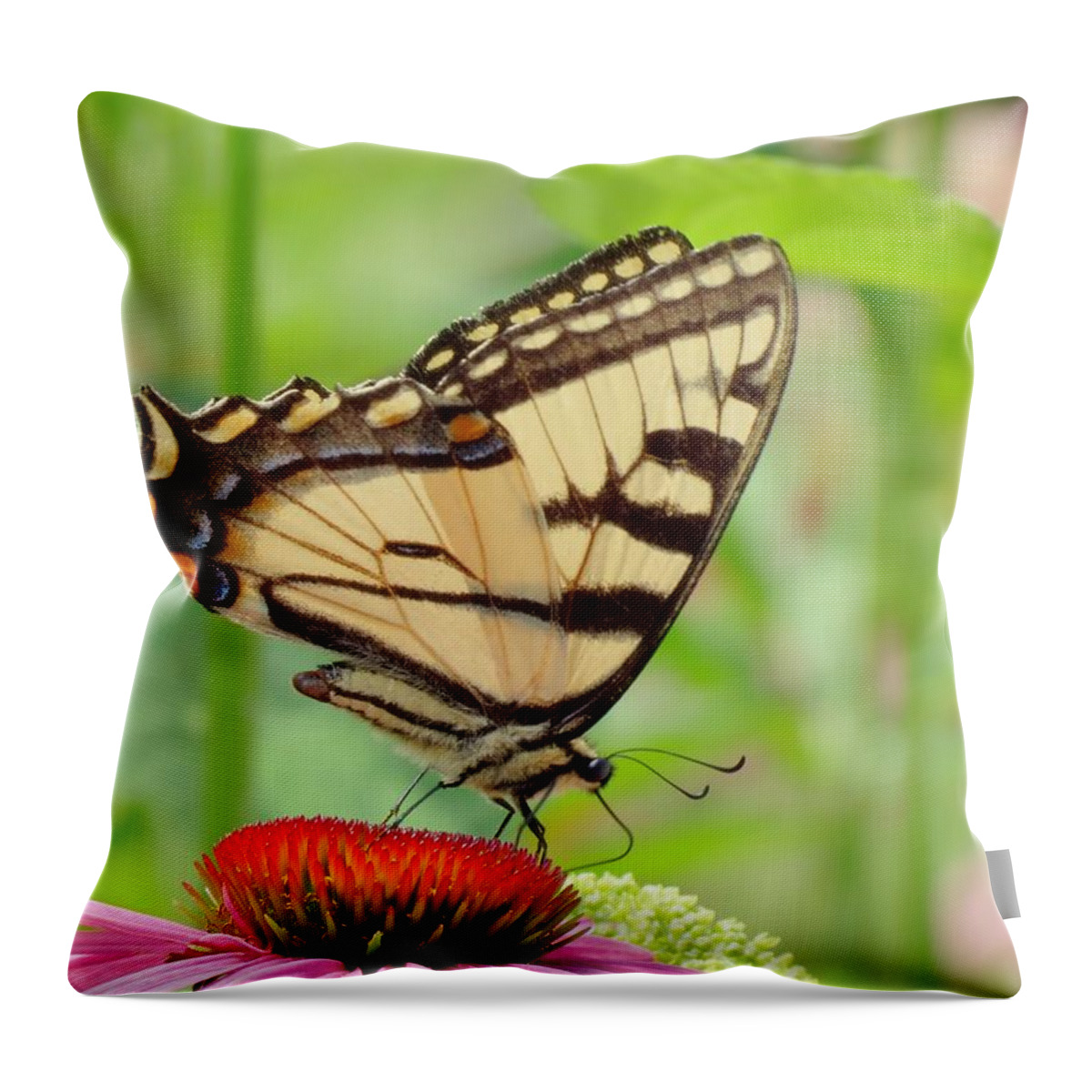Tiger Swallowtail Butterfly Throw Pillow featuring the photograph July Swallowtail by MTBobbins Photography