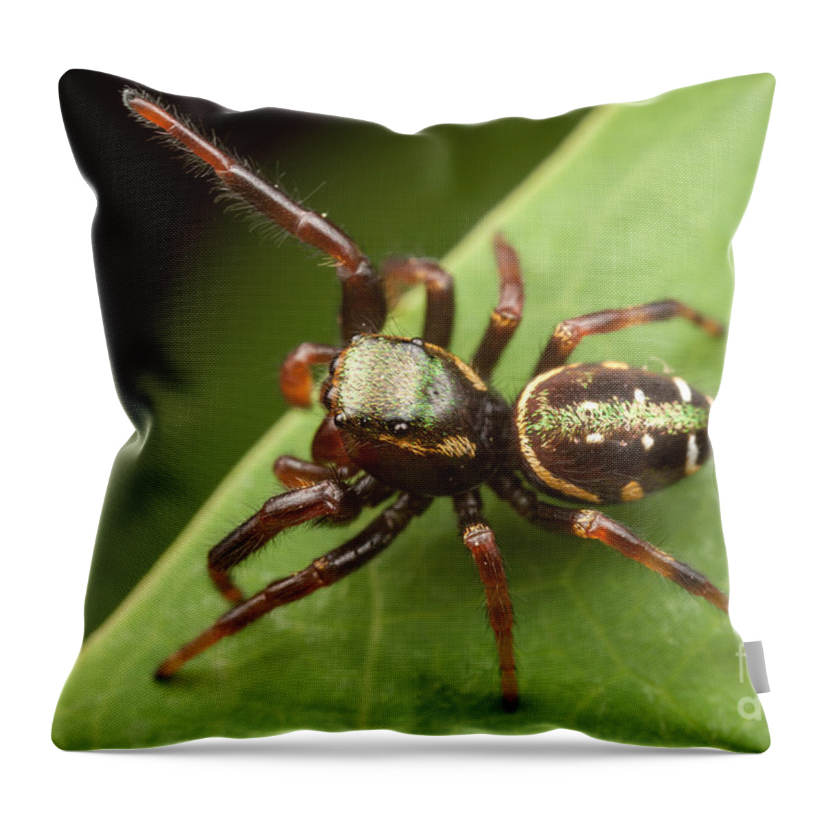 Clarence Holmes Throw Pillow featuring the photograph Jumping Spider Paraphidippus aurantius I by Clarence Holmes