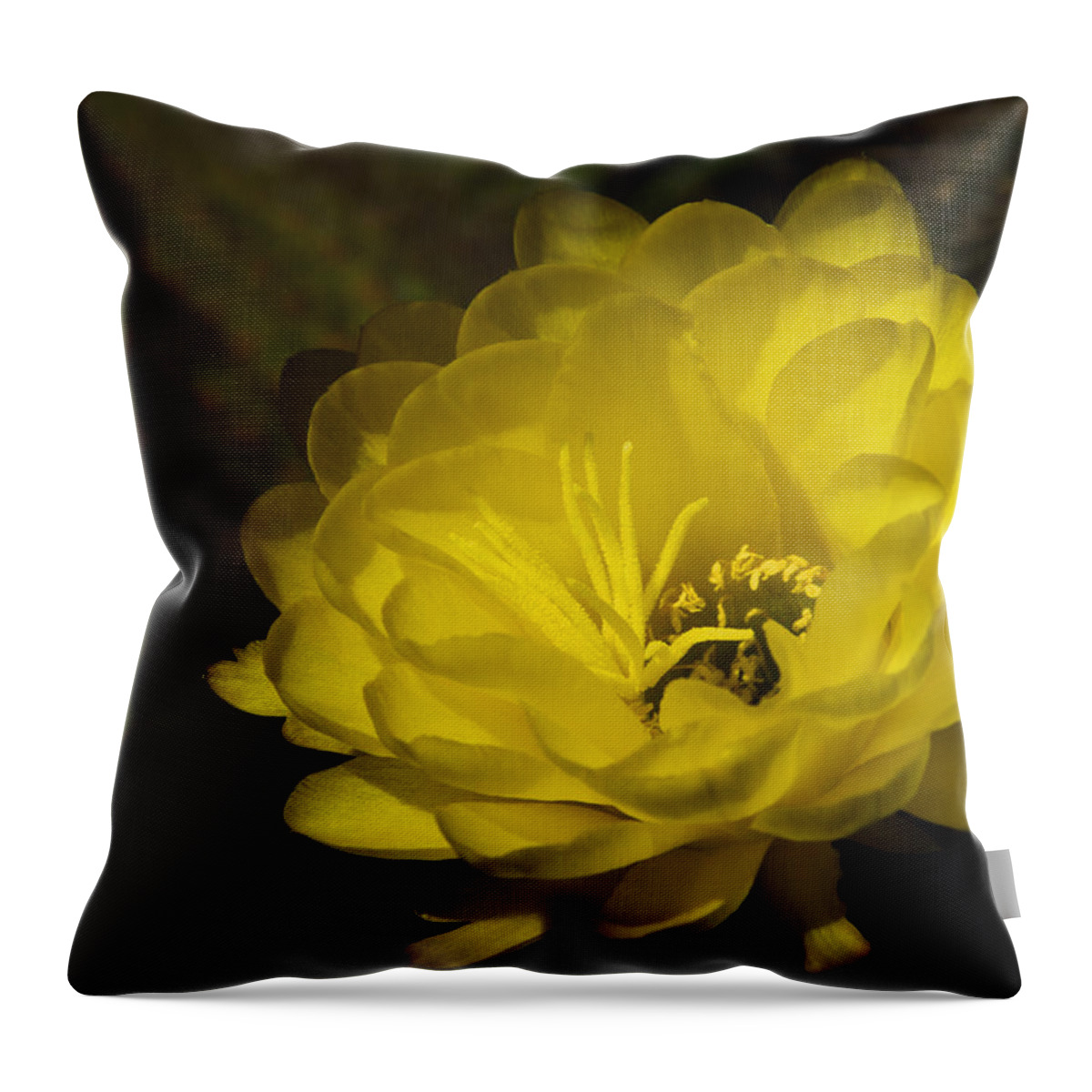 Yellow Cactus Flower Throw Pillow featuring the photograph Just Call Me Mellow Yellow by Saija Lehtonen