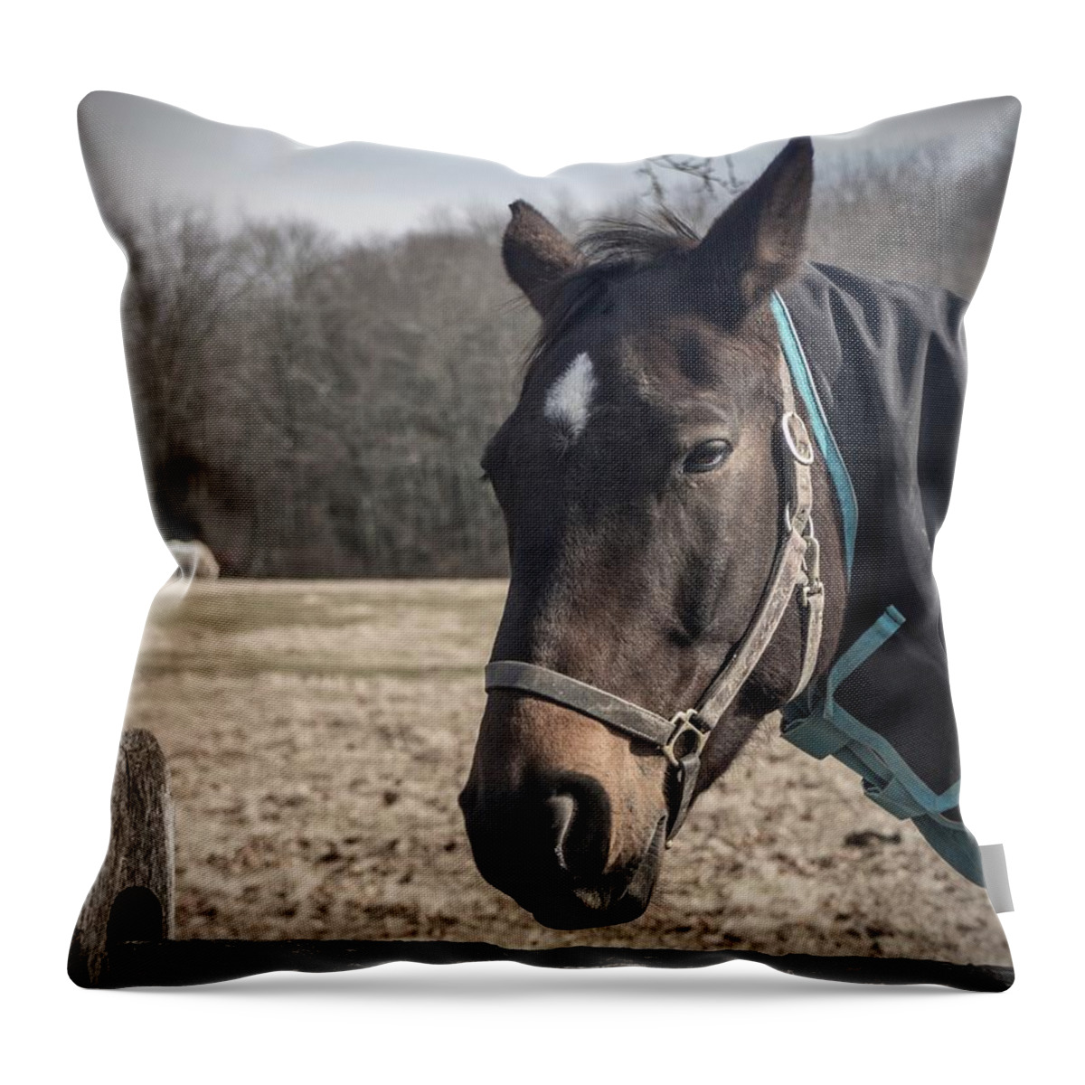 Just Chillin Throw Pillow featuring the photograph Just Chillin by Photographic Arts And Design Studio