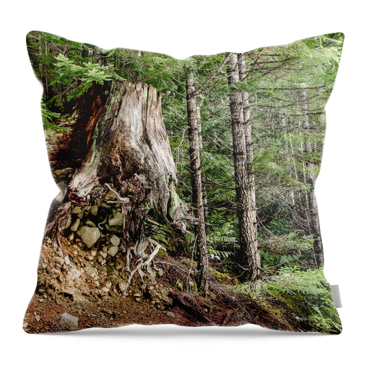 Backroad Throw Pillow featuring the photograph Just Hanging On Old Growth Forest Stump by Roxy Hurtubise