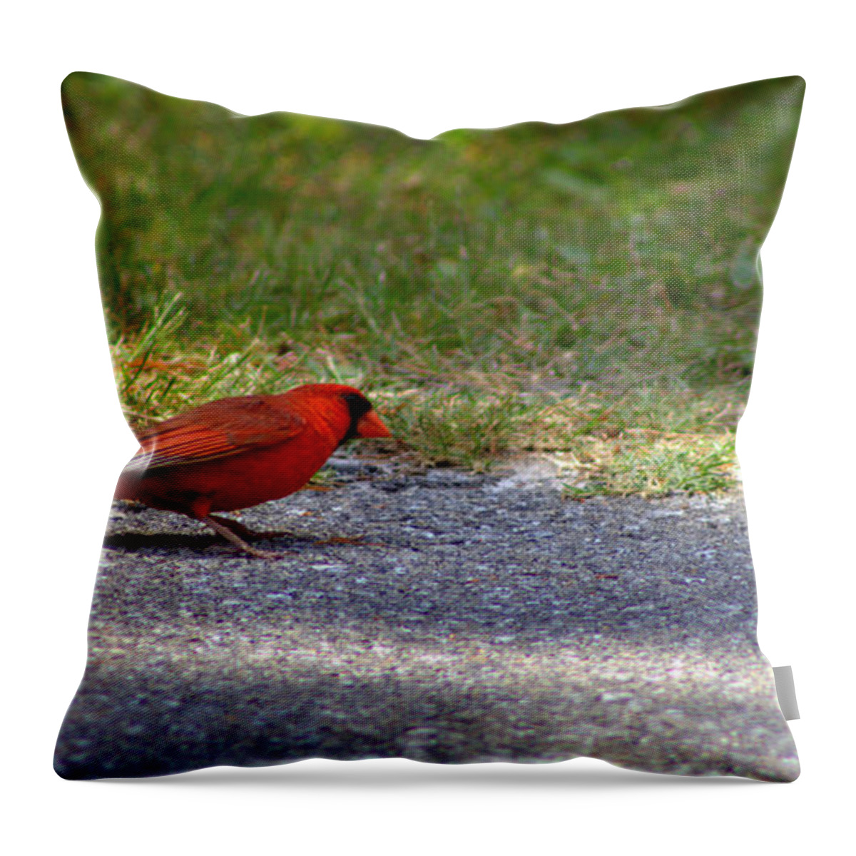 Cardinal Throw Pillow featuring the photograph Just Say Yes by Debra Forand