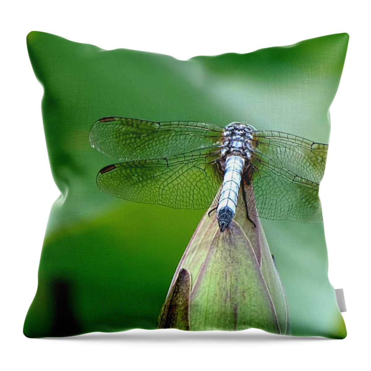 Dragonfly Throw Pillow featuring the photograph Just Visiting by Jennifer Wheatley Wolf