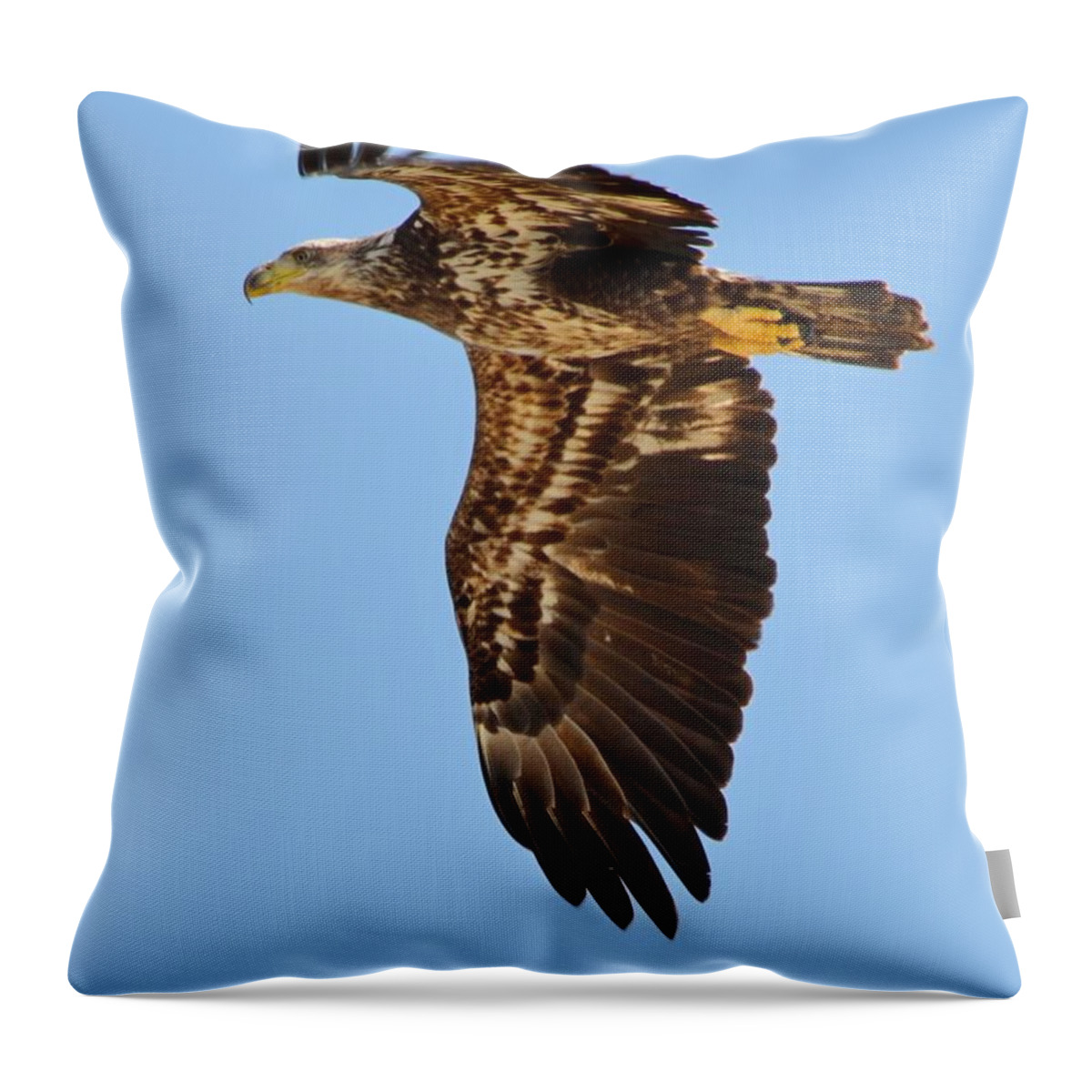 Juvenile Throw Pillow featuring the photograph Juvenile Bald Eagle Close Up In Flight by Jeff at JSJ Photography