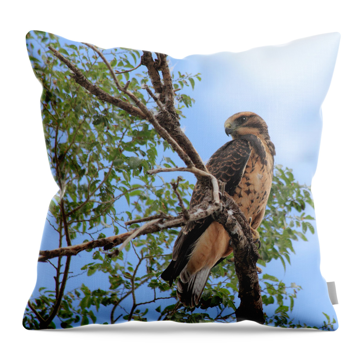 Hawk Throw Pillow featuring the photograph Juvenile Hawk by Shane Bechler