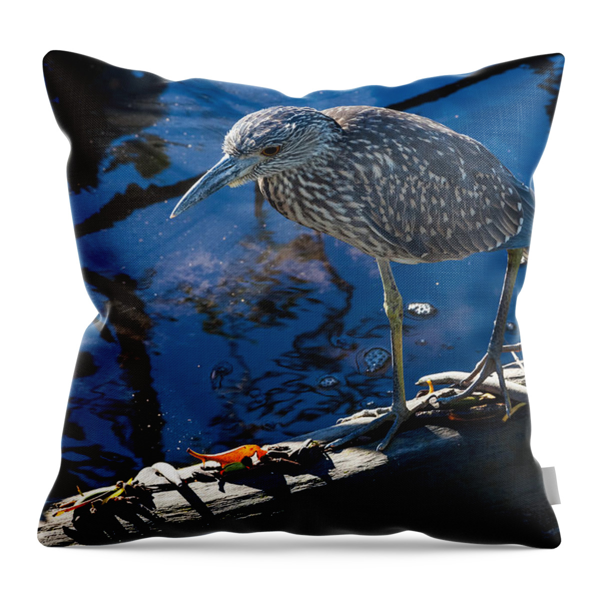 Amber Eyes Throw Pillow featuring the photograph Juvenile Yellow Crowned Night-Heron by Ed Gleichman