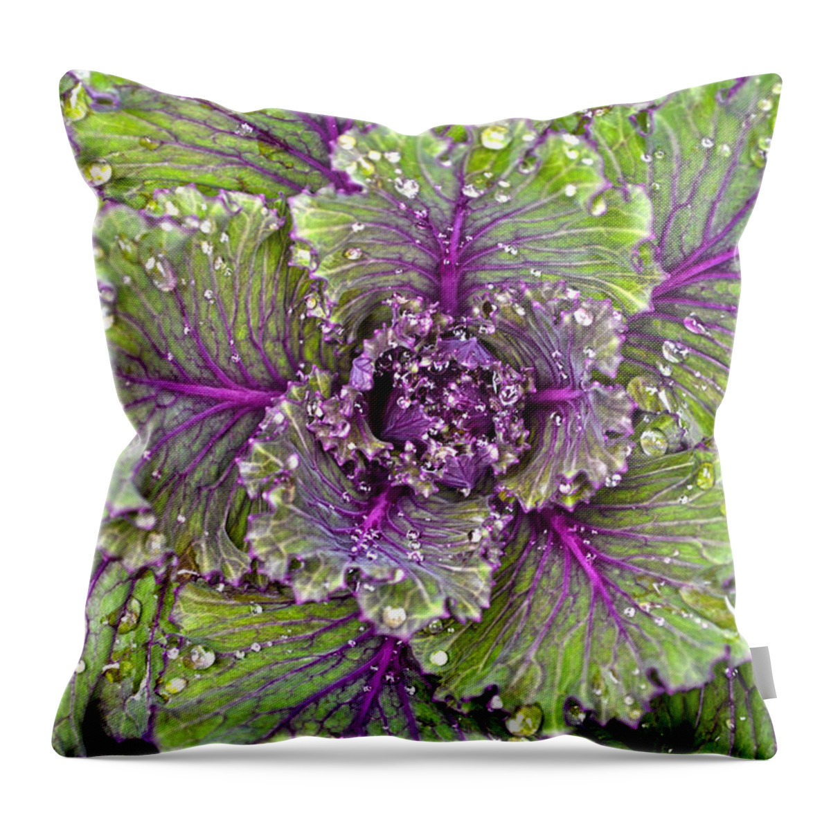 Kale Throw Pillow featuring the photograph Kale Plant In The Rain by Sandi OReilly