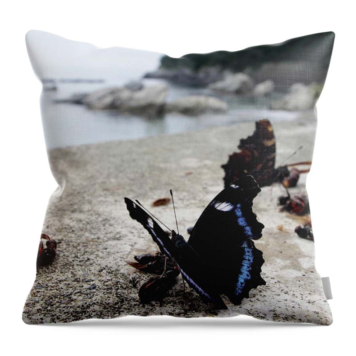 Insect Throw Pillow featuring the photograph Kaniska Canace by Yoshinori ikeda