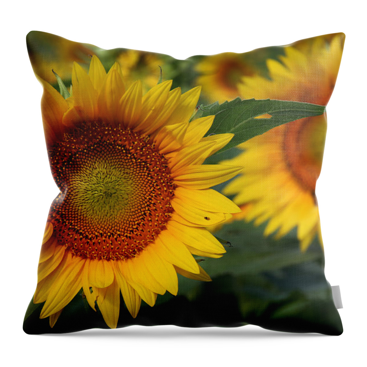 Sunflowers Throw Pillow featuring the photograph Kansas Sunflowers - 2597 by Gary Gingrich Galleries