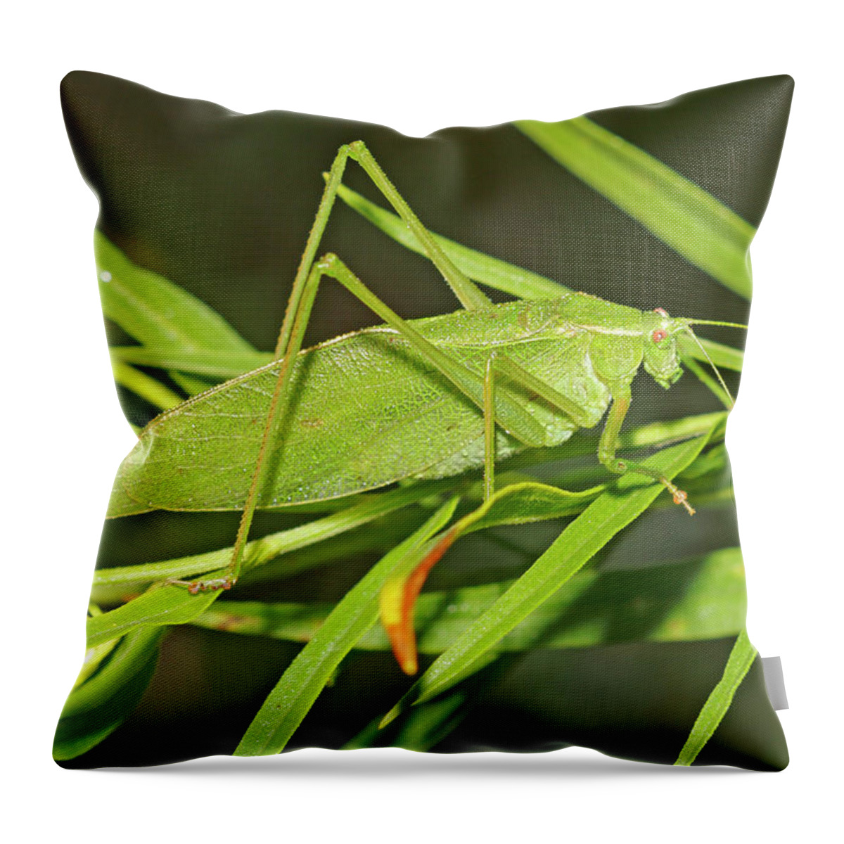 00301204 Throw Pillow featuring the photograph Katydid Mimicking Leaves by Scott Leslie