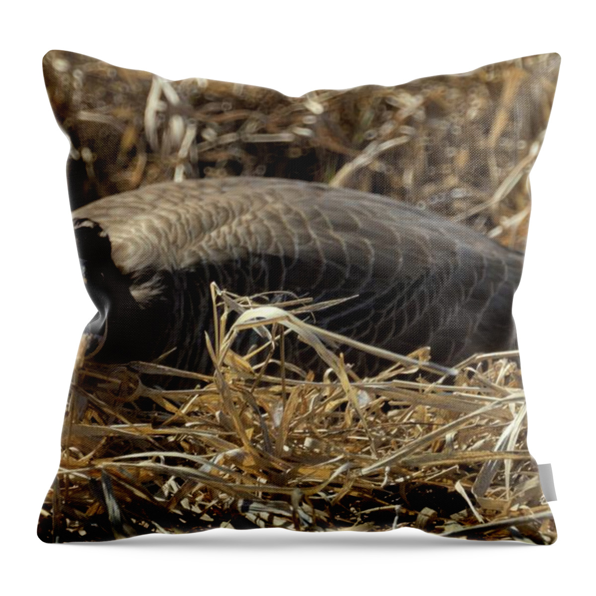 A Goose Sitting On Her Clutch Of Eggs. Throw Pillow featuring the photograph Keeping An Open Eye by Bonfire Photography