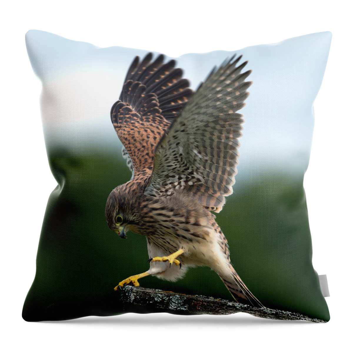 Kestrel's Performance Throw Pillow featuring the photograph Kestrel's performance by Torbjorn Swenelius