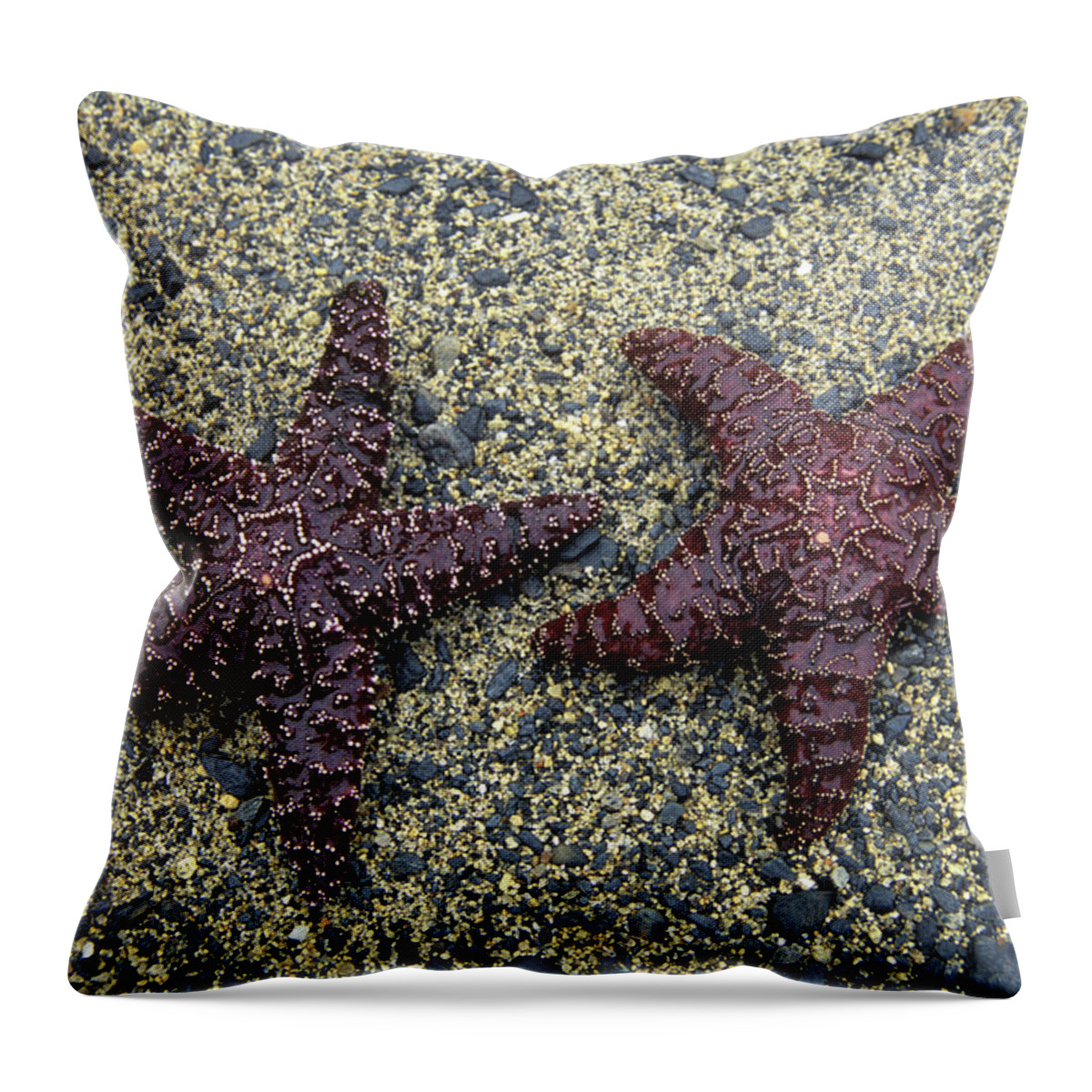 Photography Throw Pillow featuring the photograph Ketchikan Alaska Starfish In Settlers by Animal Images