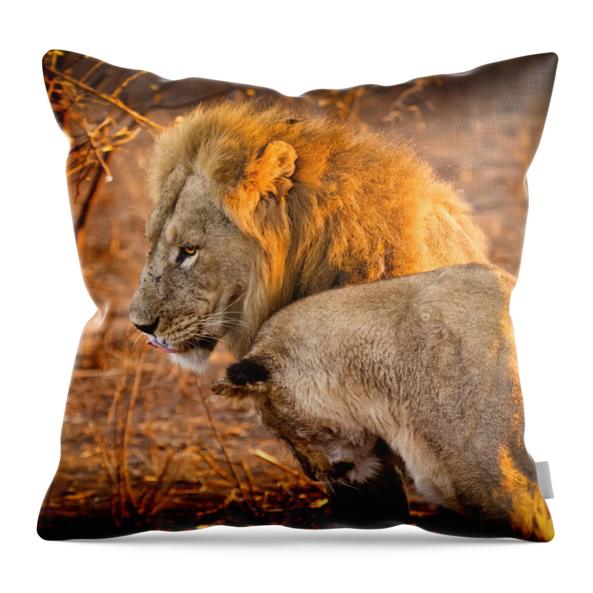3scape Photos Throw Pillow featuring the photograph King and Queen by Adam Romanowicz