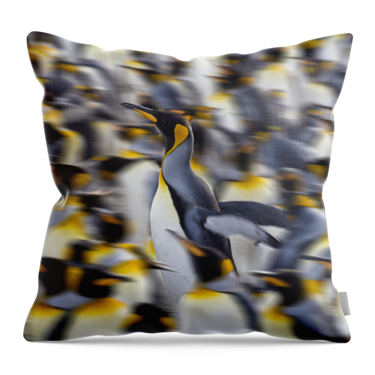 Feb0514 Throw Pillow featuring the photograph King Penguin Colony Gold Harbor South by Konrad Wothe