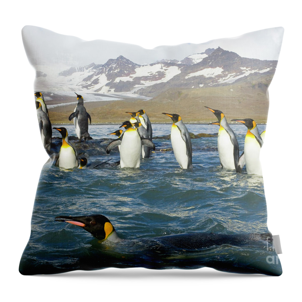 00345351 Throw Pillow featuring the photograph King Penguins Swimming St Andrews Bay by Yva Momatiuk John Eastcott