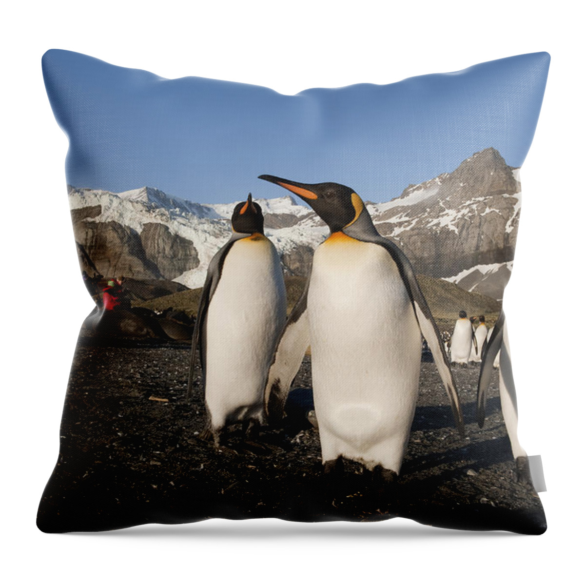 Feb0514 Throw Pillow featuring the photograph King Penguin Trio And Tourists South by Flip Nicklin