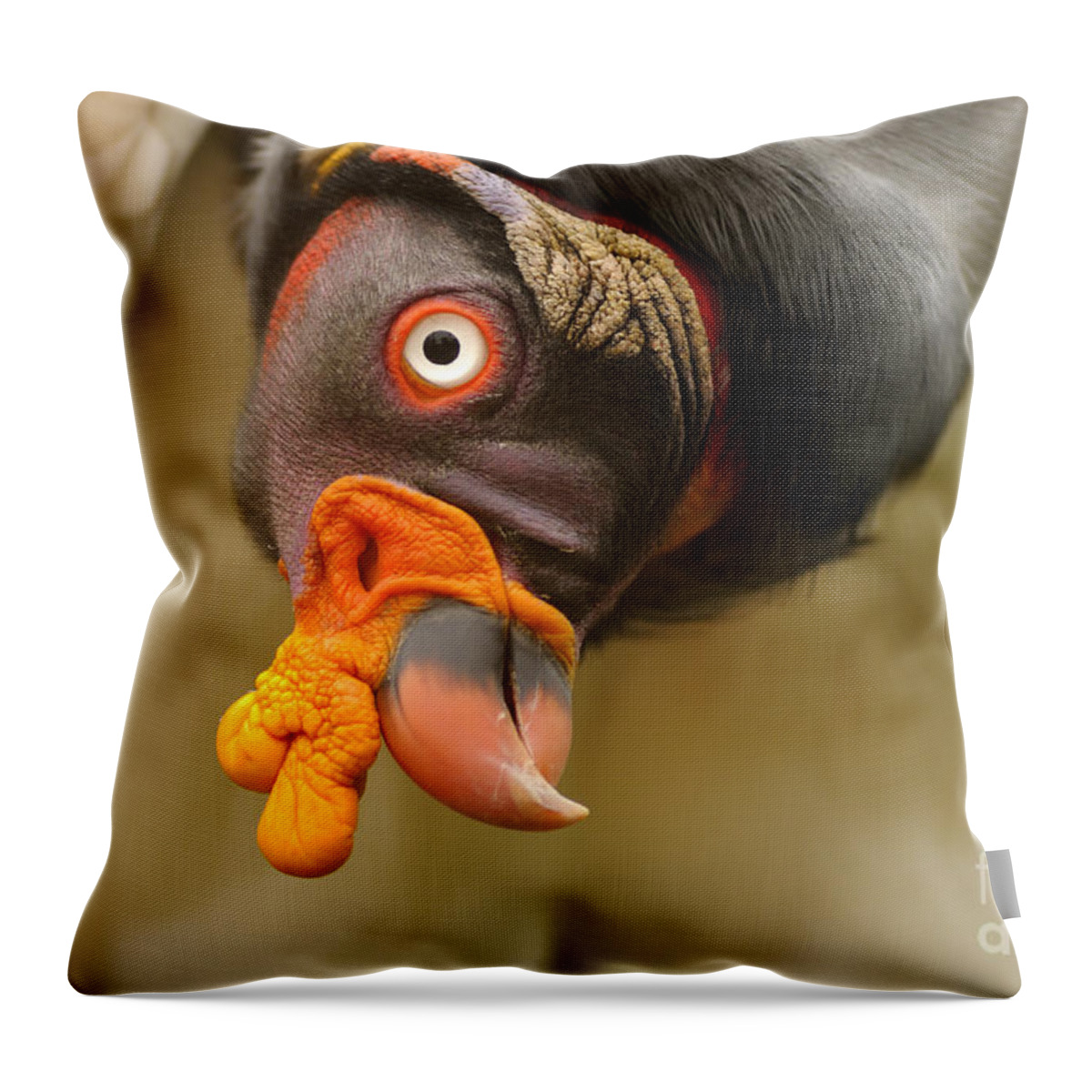 King Vulture Throw Pillow featuring the photograph King Vulture by Mark Bowler
