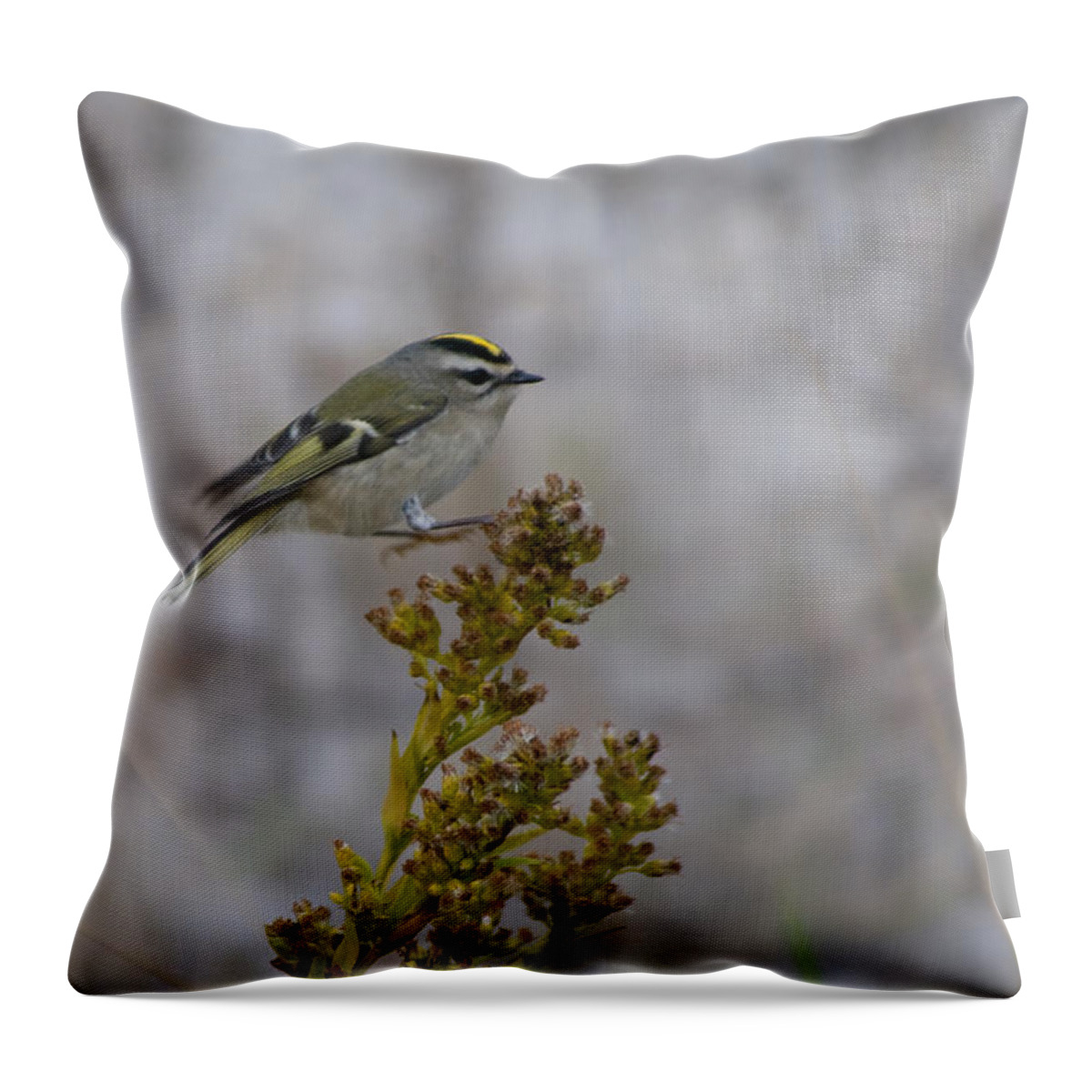 Golden Crowned Kinglet Throw Pillow featuring the photograph Kinglet by Greg Graham