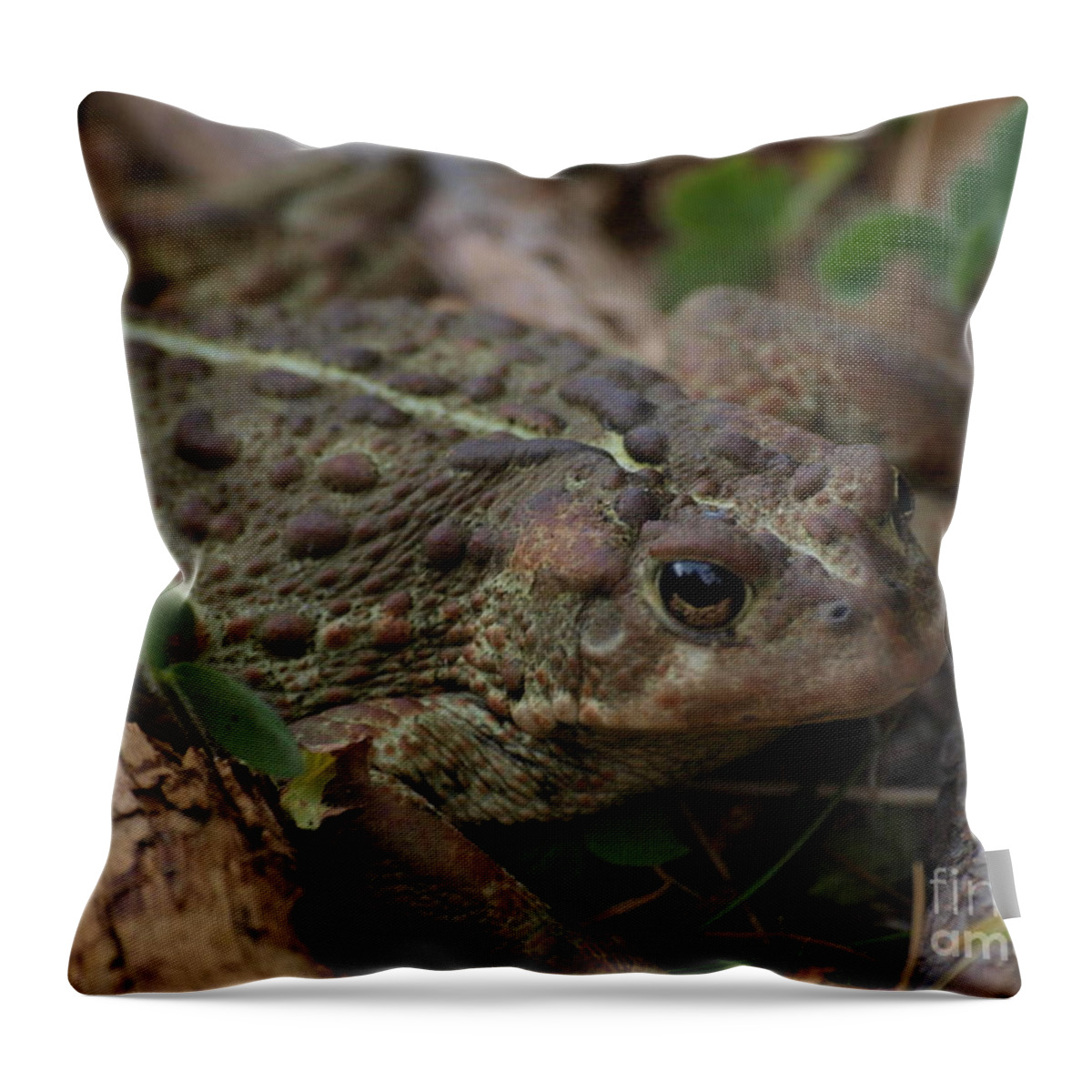 Frog Throw Pillow featuring the photograph Kiss Me by Vivian Martin
