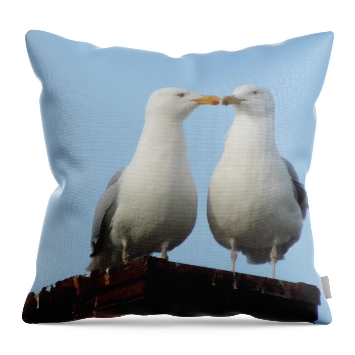 Kissing Seagulls Throw Pillow featuring the photograph Kiss Me You Fool by Bill Tomsa