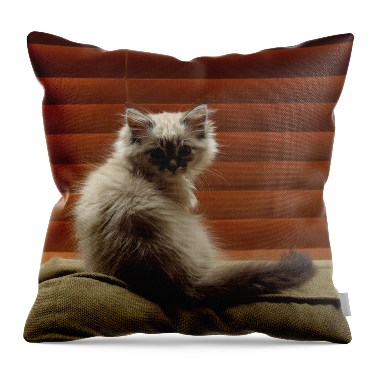 Cat Throw Pillow featuring the photograph Kitten Surprise by Cindy Johnston