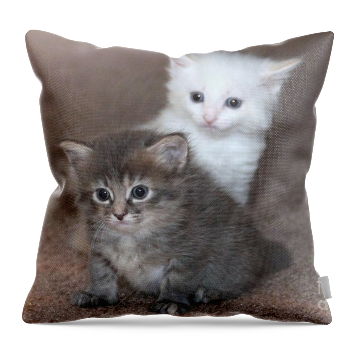 Cat Throw Pillow featuring the photograph Kittens 13 by Michelle Powell