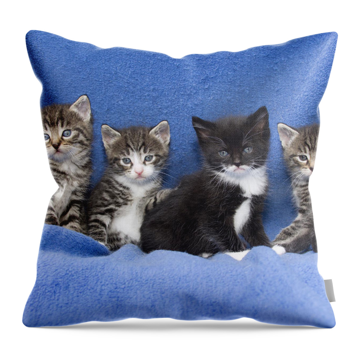 Feb0514 Throw Pillow featuring the photograph Kittens Sitting On Blanket by Duncan Usher