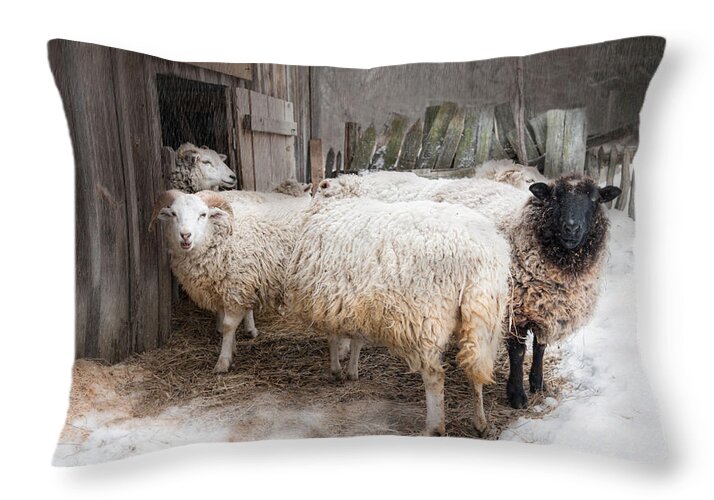 Sheep Throw Pillow featuring the photograph Knit One Purl Two by Robin-Lee Vieira