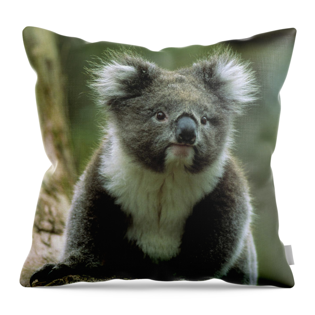 Photography Throw Pillow featuring the photograph Koala On A Tree by Animal Images