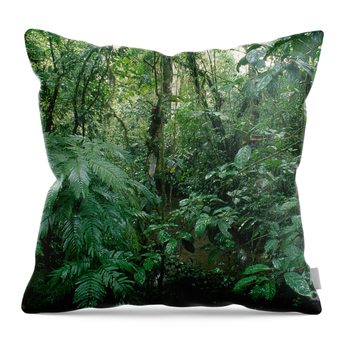 La Selva Biological Station Throw Pillow featuring the photograph La Selva, Costa Rica by Gregory G. Dimijian, M.D.
