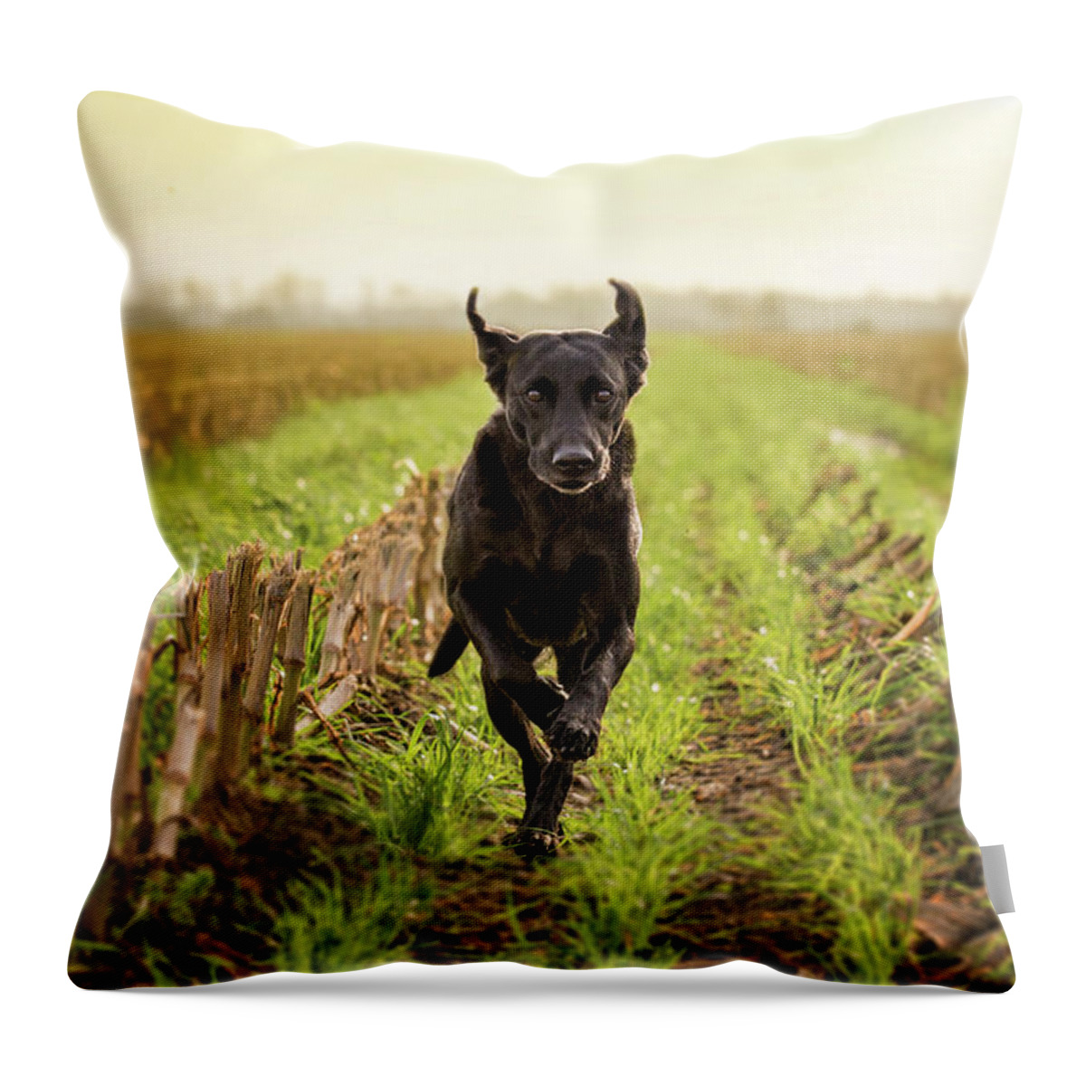 Pets Throw Pillow featuring the photograph Labrador Retriver Running by Faba-photograhpy