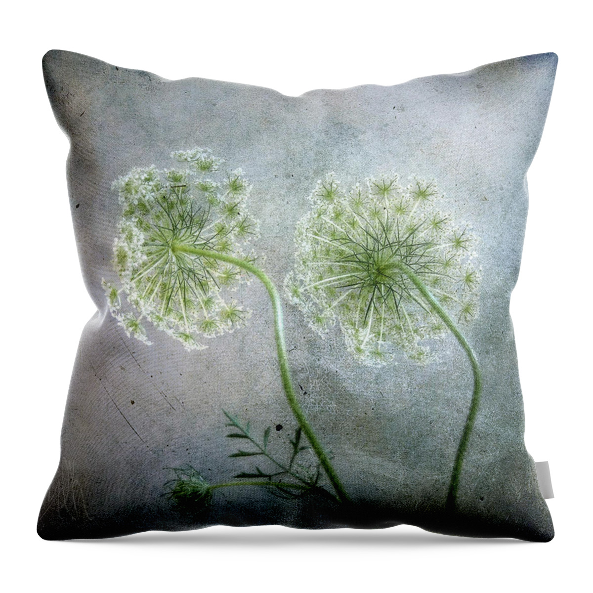 Queen Anne's Lace Throw Pillow featuring the photograph Lace Caps by Louise Kumpf