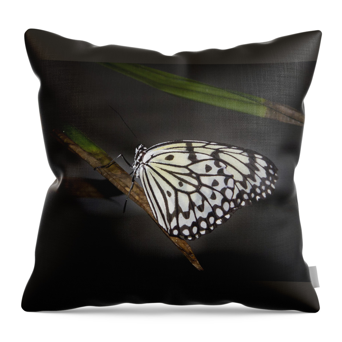 Butterfly: Animals Throw Pillow featuring the photograph Lacey by Jean Noren
