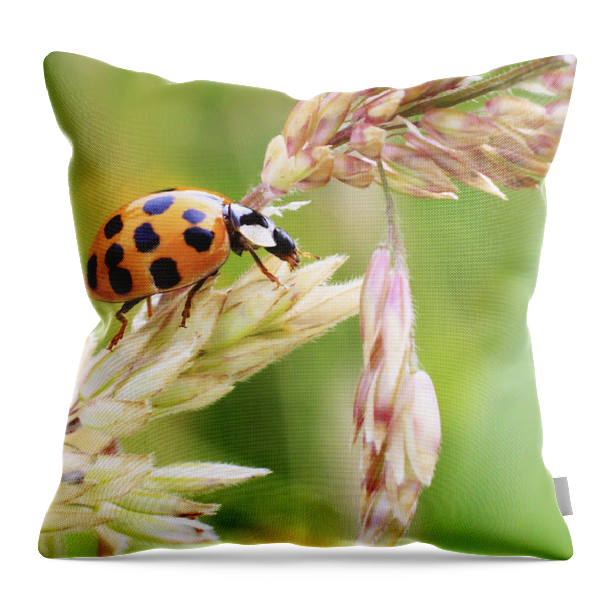 Ladybug Throw Pillow featuring the photograph Lady Bug on a Warm Summer Day by Andrew Pacheco