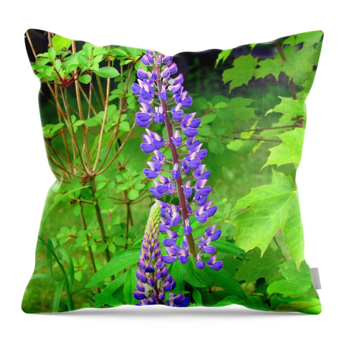 Lupine Throw Pillow featuring the photograph Lady Lupine by Elizabeth Dow